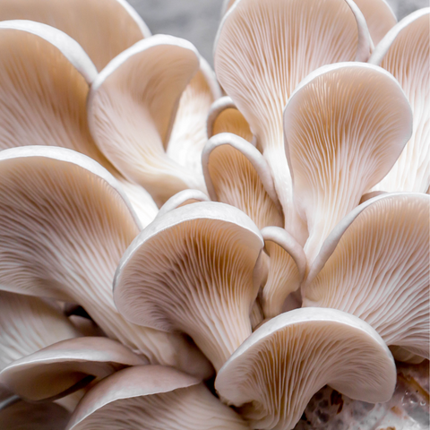 Oyster Mushroom Farming process and revenue