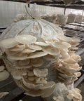 Dried Oyster Mushroom - Jaaivat